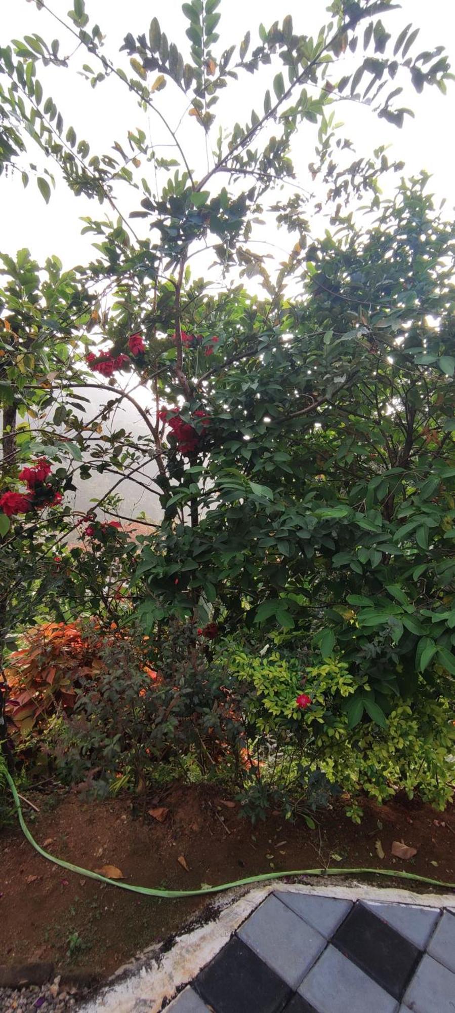 Koonamparayil Home Stay Munnar Anaviratty-Family Only מראה חיצוני תמונה