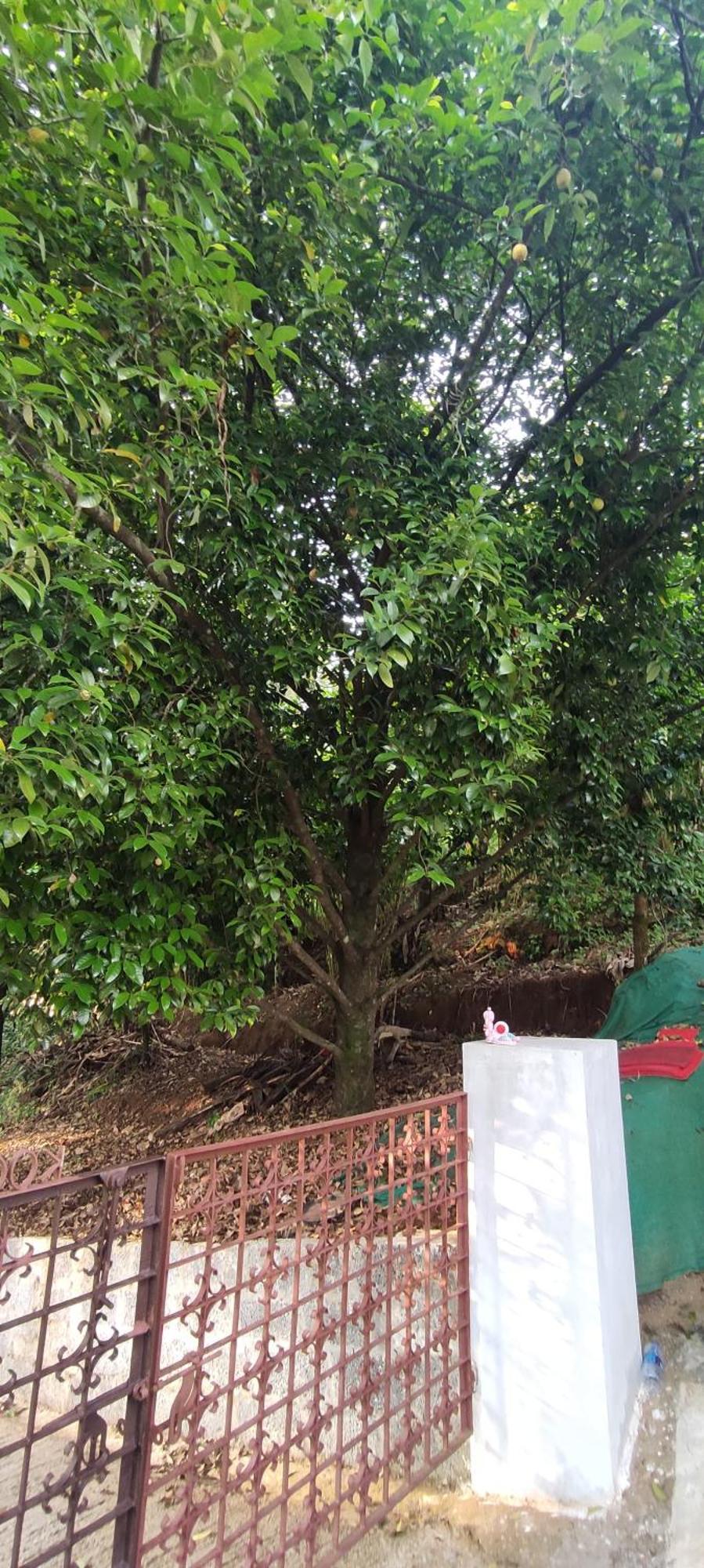 Koonamparayil Home Stay Munnar Anaviratty-Family Only מראה חיצוני תמונה